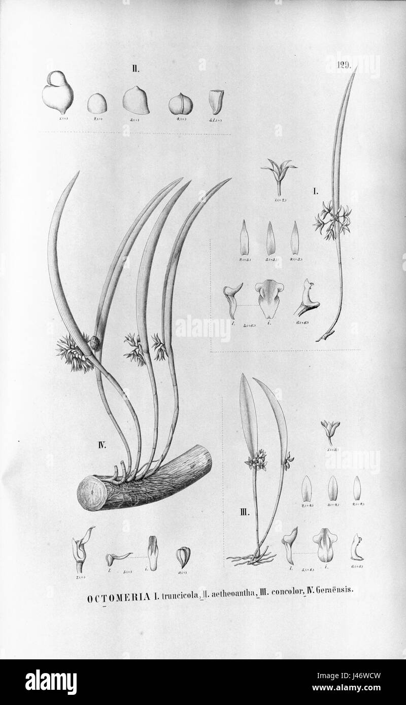 Octomeria truncicola ist eine Orchideenart in Südamerika, die für ihre auffälligen Blüten bekannt ist. Die Sorte aetheoantha concolor geraensis zeichnet sich durch ihre einzigartige Farbe und ihr Aussehen aus, die oft wegen ihrer botanischen Bedeutung in der Region untersucht wird. Stockfoto