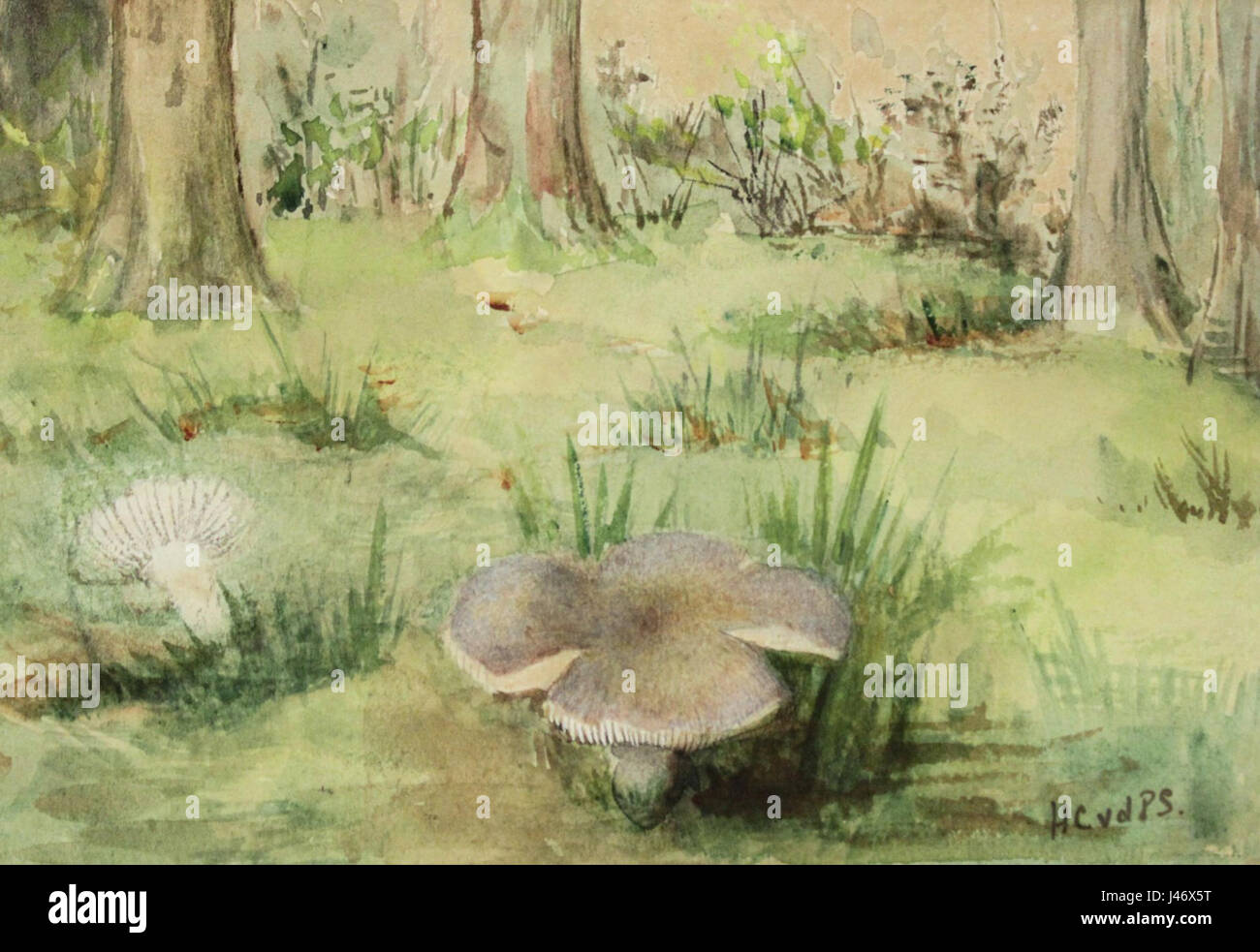Paddenstoelen in Het Bos Tür Helena Christina van de Pavord Smits Stockfoto