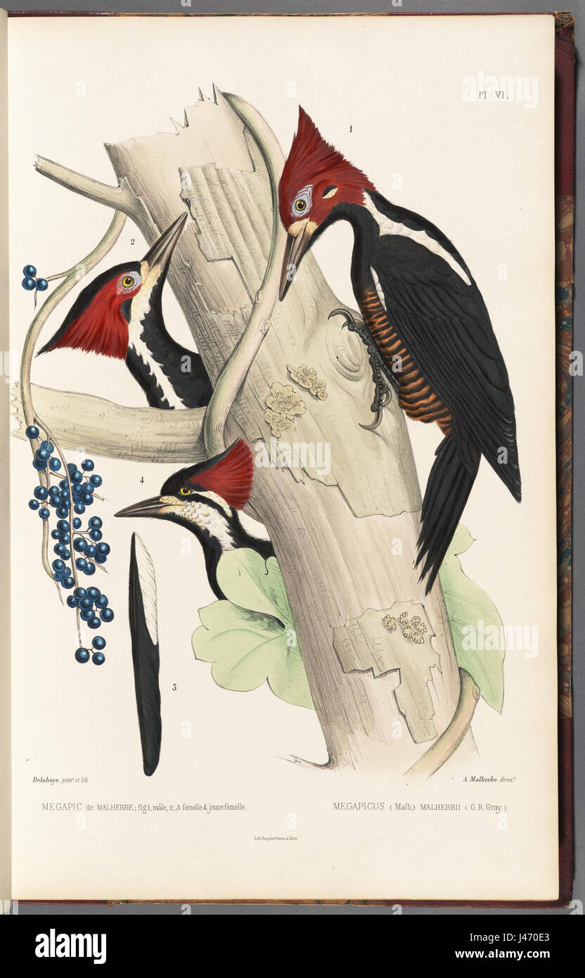 Das Bild bezieht sich wahrscheinlich auf ein bestimmtes Modell oder Element, das der Serie N26 zugeordnet ist, möglicherweise ein Fahrzeug oder ein Gerät, das durch seine spezifische Nummer identifiziert wird. Die Serie N26 ist für ihre technischen Spezifikationen und ihr unverwechselbares Design bekannt. Stockfoto