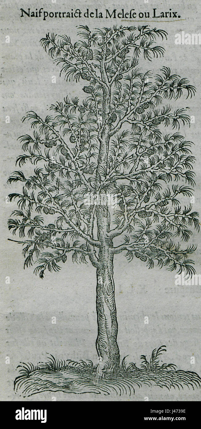 Naif Portrait De La Melese Ou Larix Belon Pierre 1554 Stockfoto