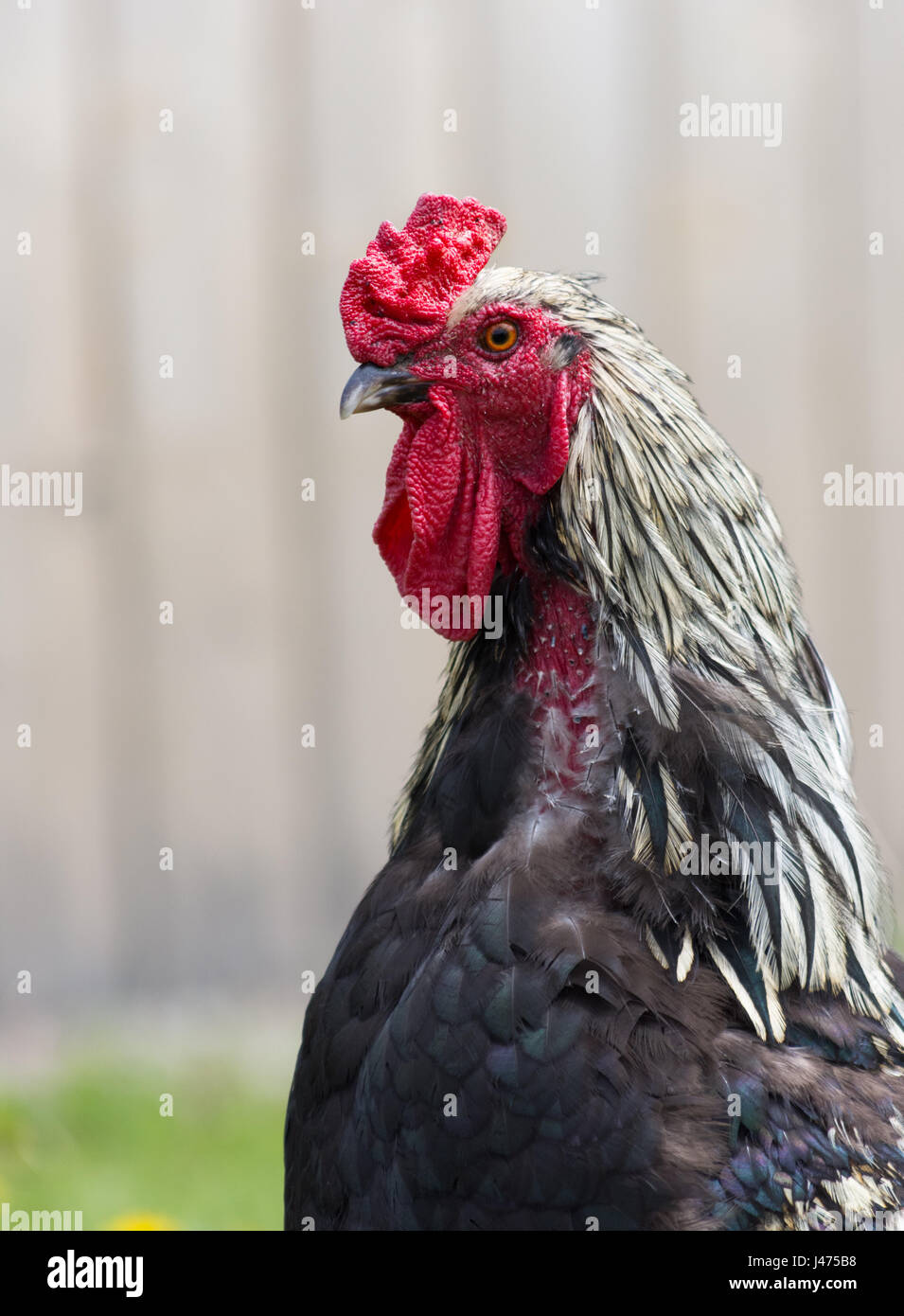 Nahaufnahme des Kopfes der Freilandhaltung Hamburg Hahn mit roten Flechtwerk und Kamm und schwarz-weiss Federn. Er steht links. Grauen Zaun ist auf der Rückseite. Stockfoto