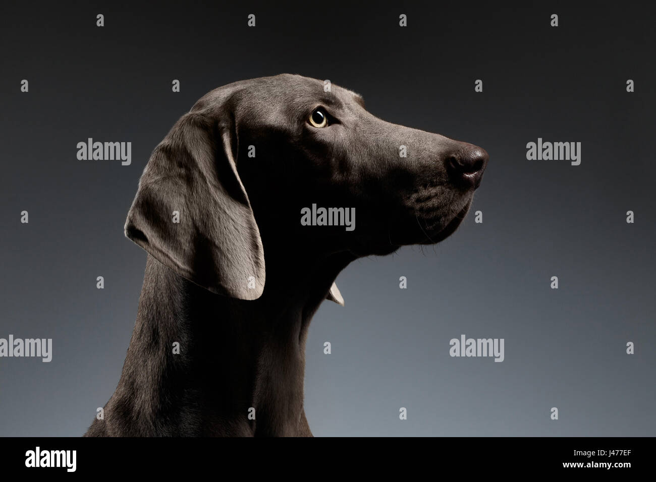 Close-up Portrait Weimaraner Hund in der Profilansicht auf weißen Farbverlauf Stockfoto