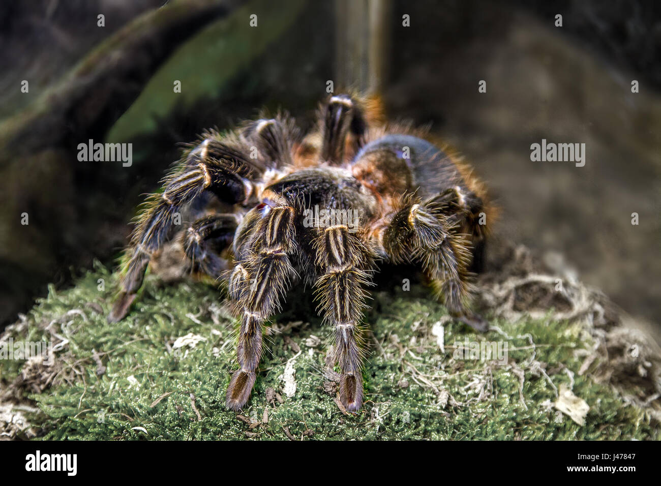 das Bild von einem exotischen Tier Spinne Theraphosa blondi Stockfoto