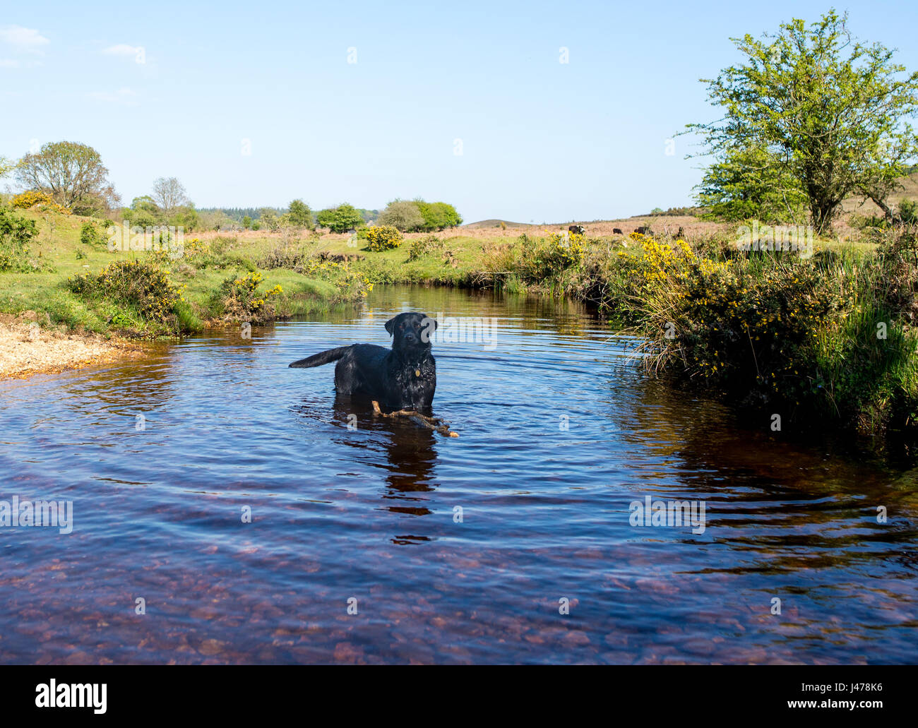 Schwarze Labrador Hund stehend in einen Stream mit einem Stock in der englischen Landschaft, UK Stockfoto