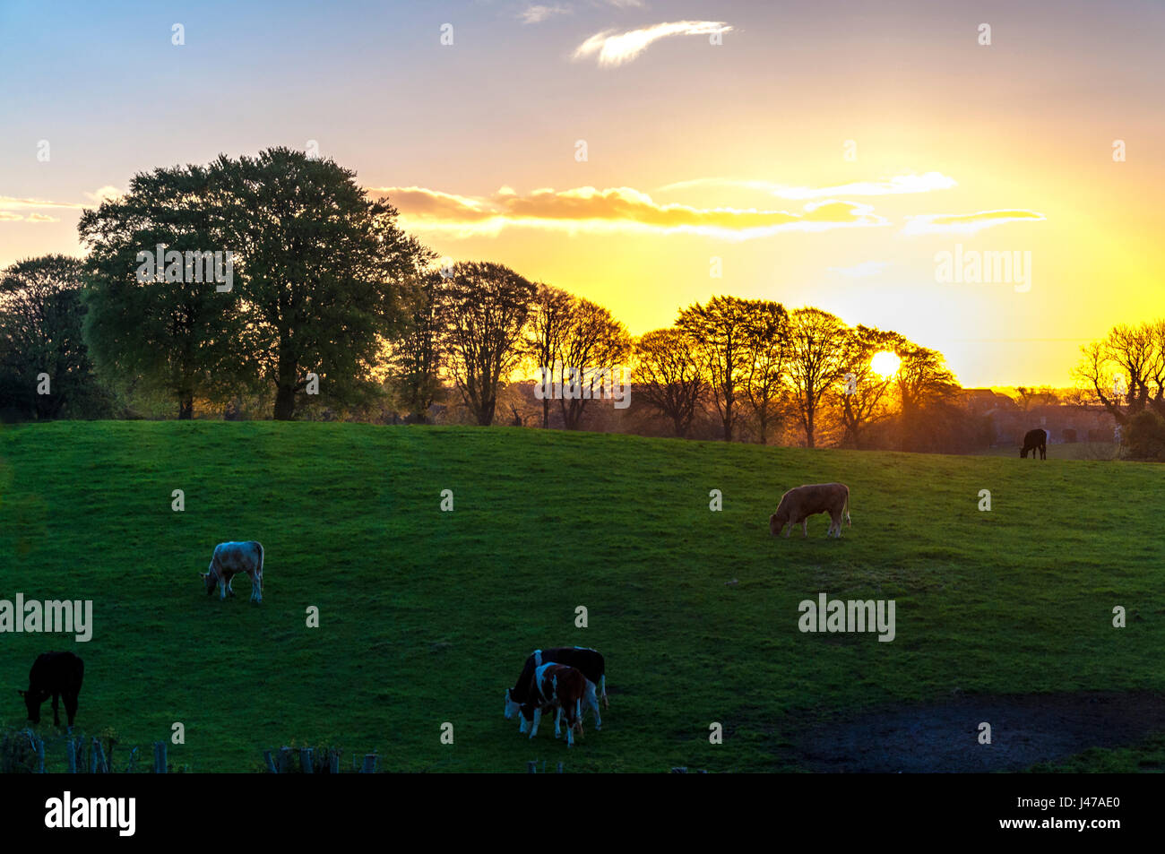Doagh, County Antrim, Ulster, Nordirland, Vereinigtes Königreich.  Die Sonne geht über Ackerland mit Vieh Weiden, erfüllten Bäume an einem feinen Sommertag. Stockfoto