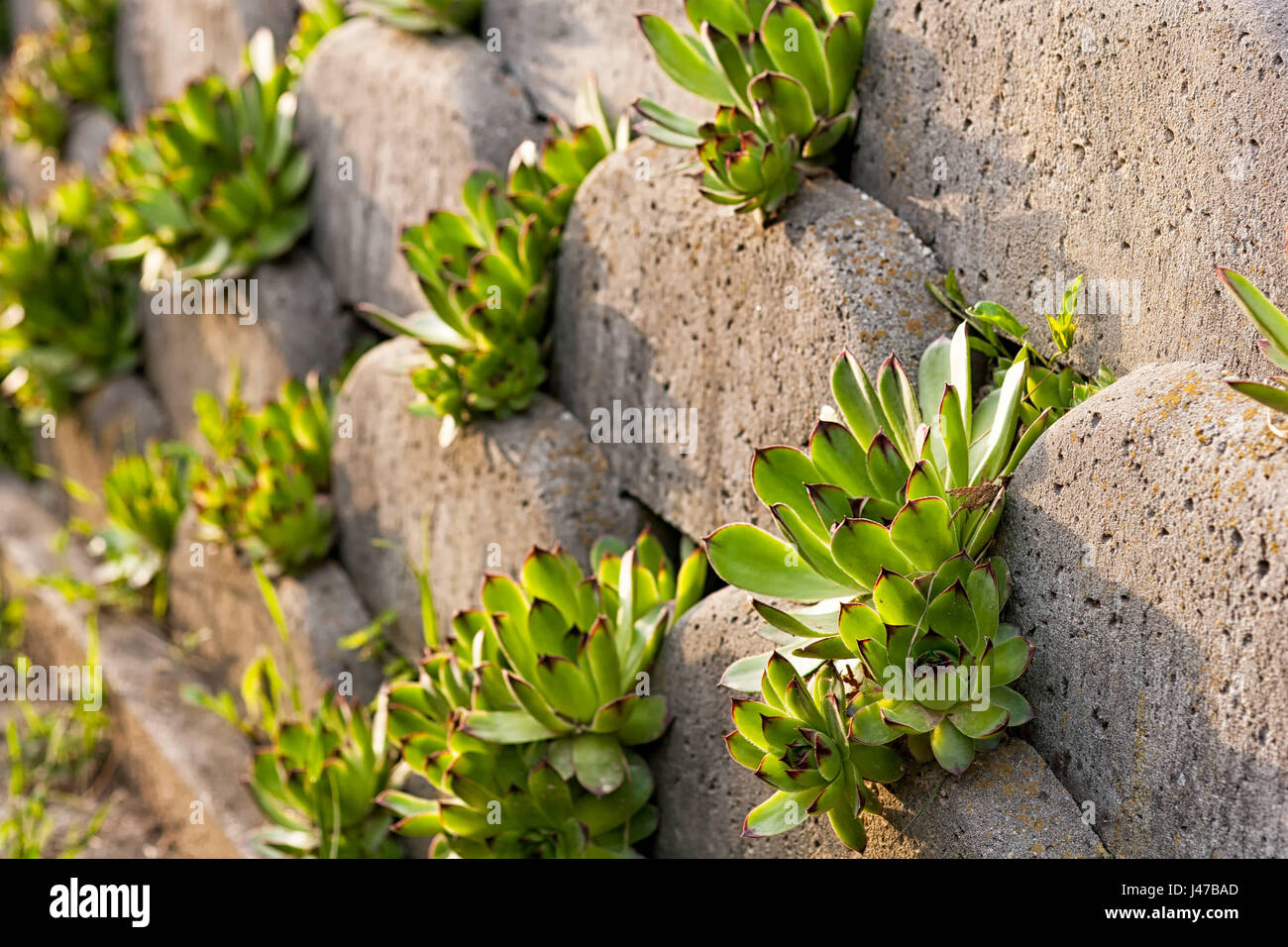 Hauswurz, Sempervivum auf Schalung Steinwand grauen Beton Ziegel gemacht Stockfoto