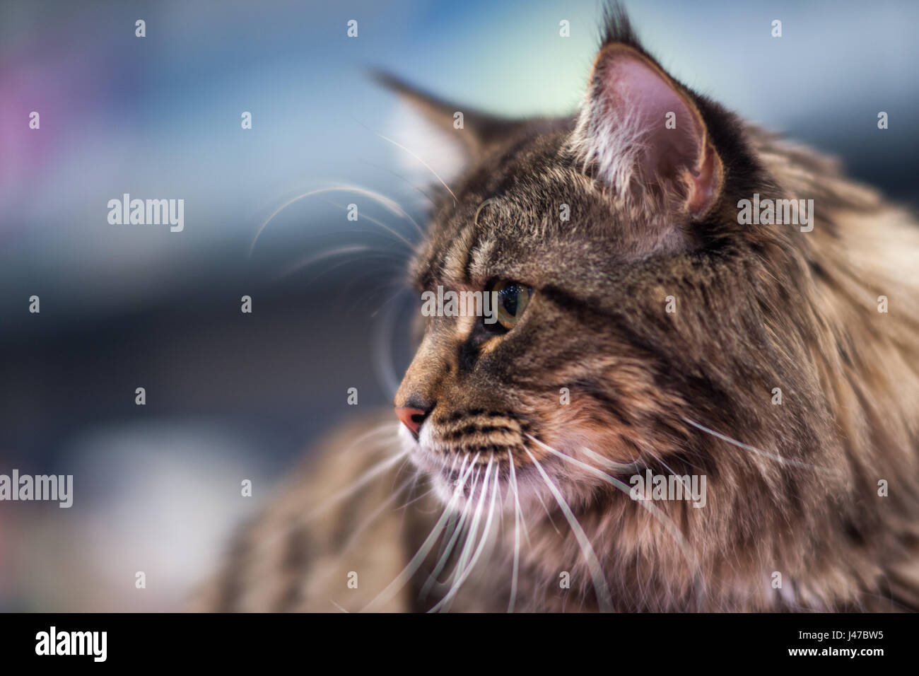 Maine Coon Tabby - Porträt - Rassekatze Stockfoto