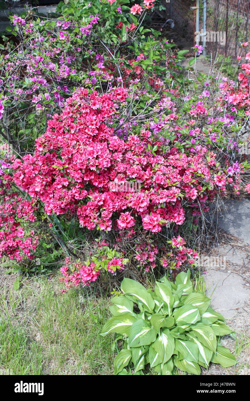 Botanische Blumen blühen Stockfoto