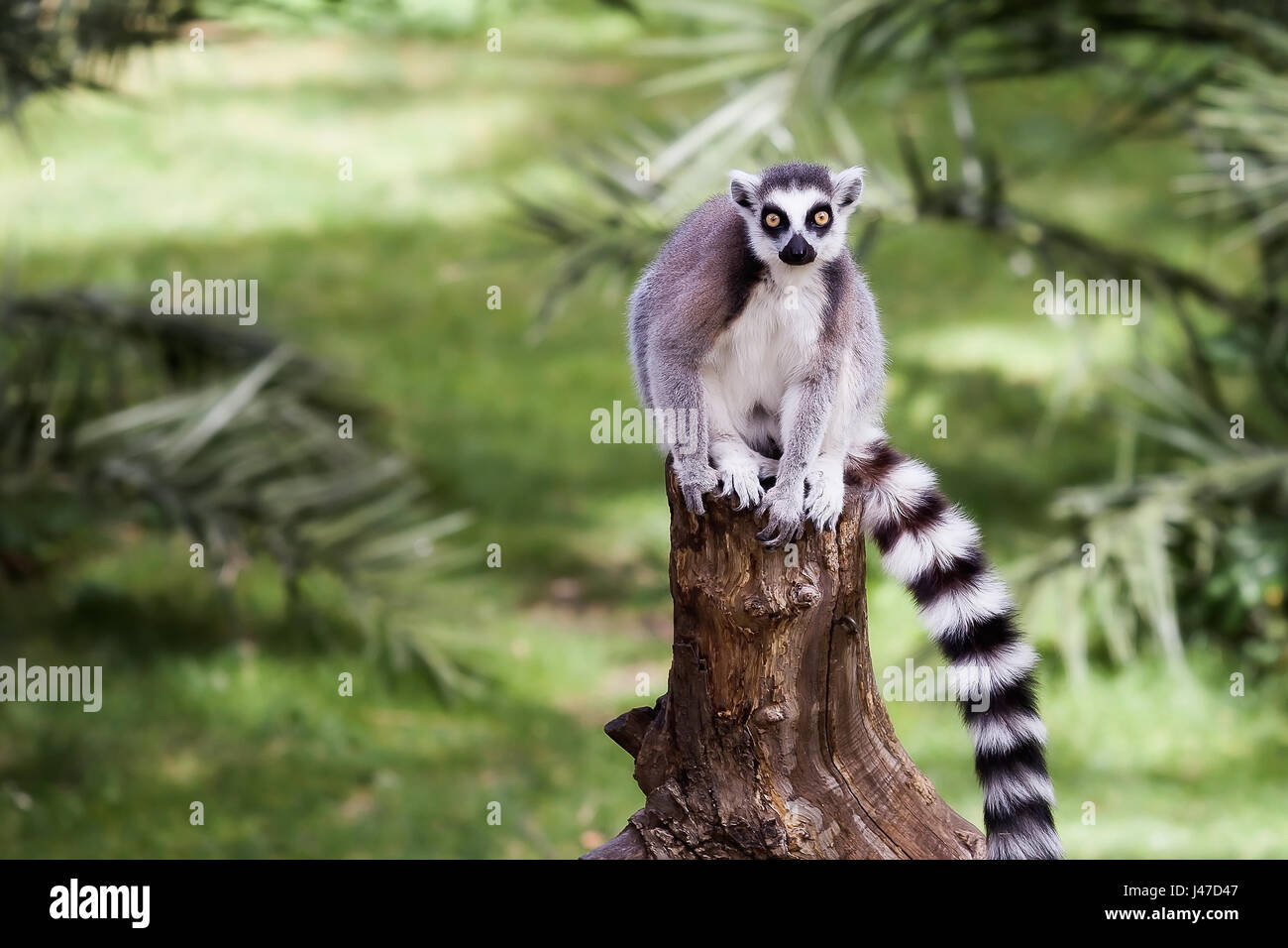 Lemur Ring Schwanz, sitzt auf dem Stamm eines Baumes im Wald. Große Augen  mit leuchtenden Farben und klassische Langarm-weiß-schwarze Ringe  Stockfotografie - Alamy