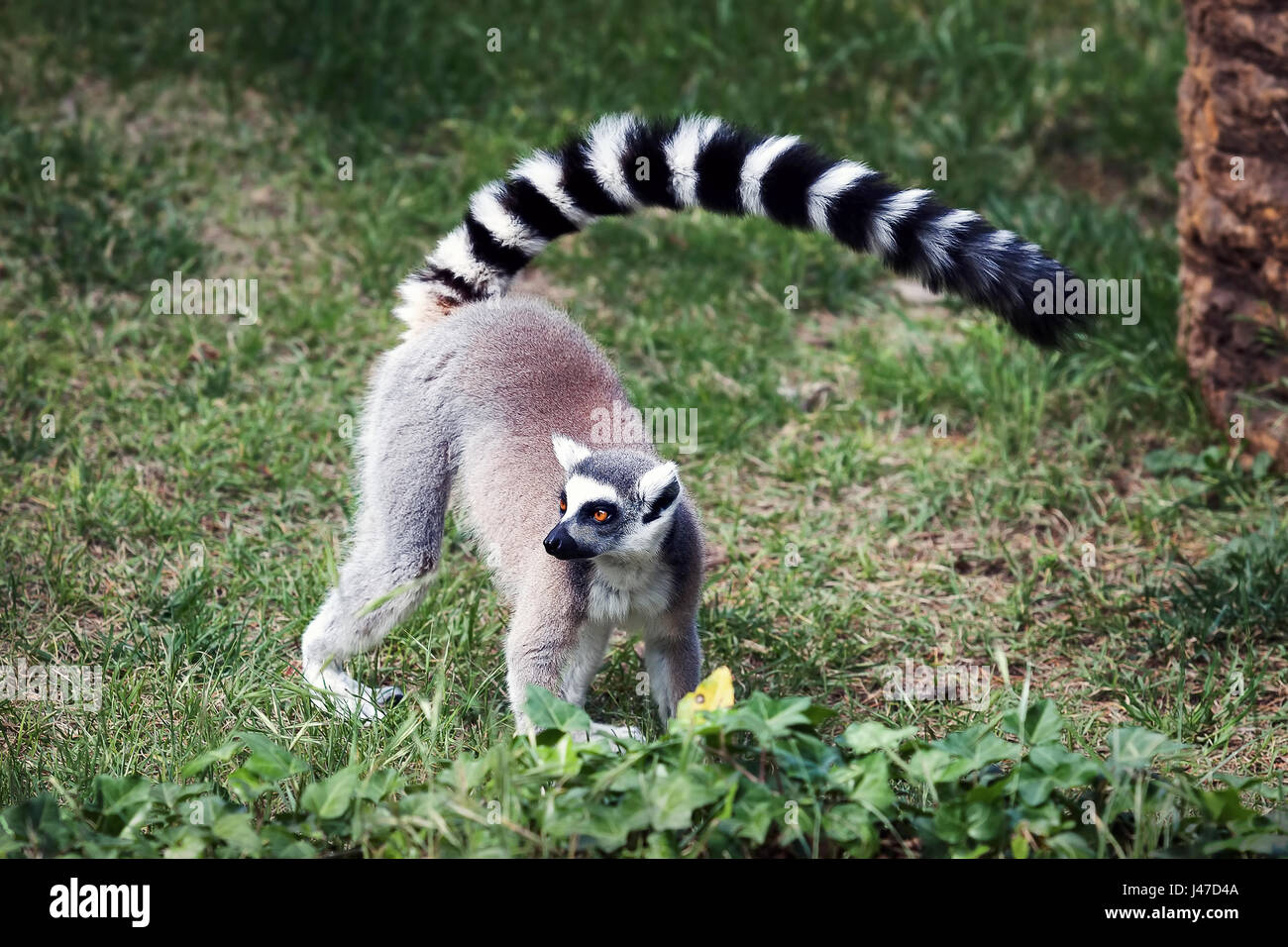 Lemur Ring Schwanz im Wald. Große Augen mit leuchtenden Farben und klassische Langarm-weiß-schwarze Ringe. Stockfoto