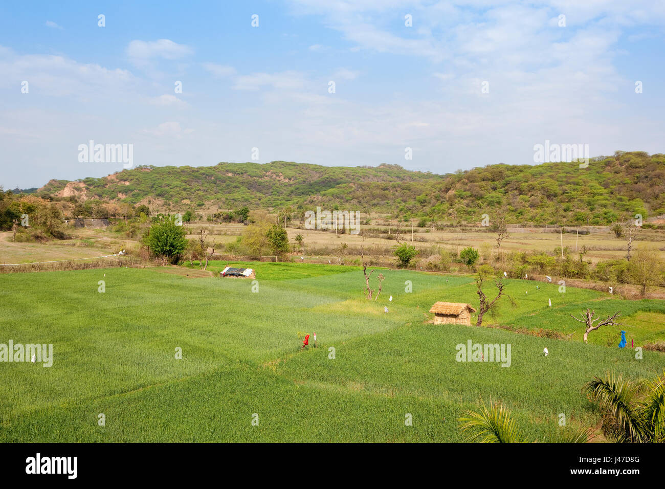 Morni Hügel Ackerland mit grünen Weizen Ernte gegen den sandigen Hügeln von Akazien Wald in der Nähe von Chandigarh Stadt im Punjab Indien bei bewölktem Himmel blau in s Stockfoto