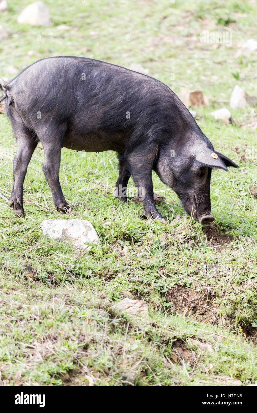 Iberischen Schwein Weiden auf einer Dehesa Stockfoto