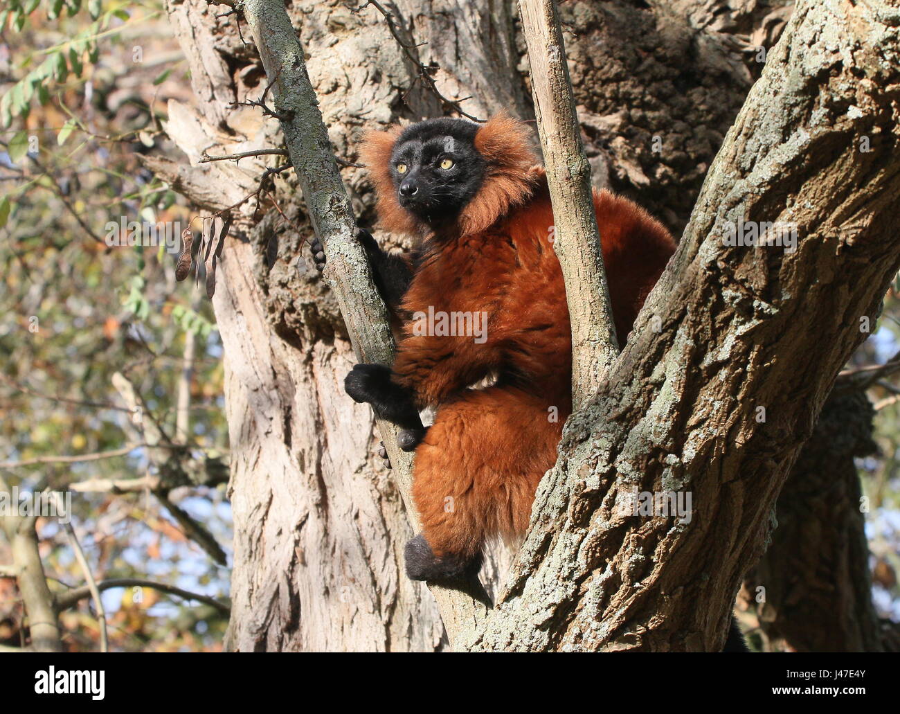 Madagassische rot Ruffed Lemur oder Vari (Varecia Variegata Rubra) Stockfoto