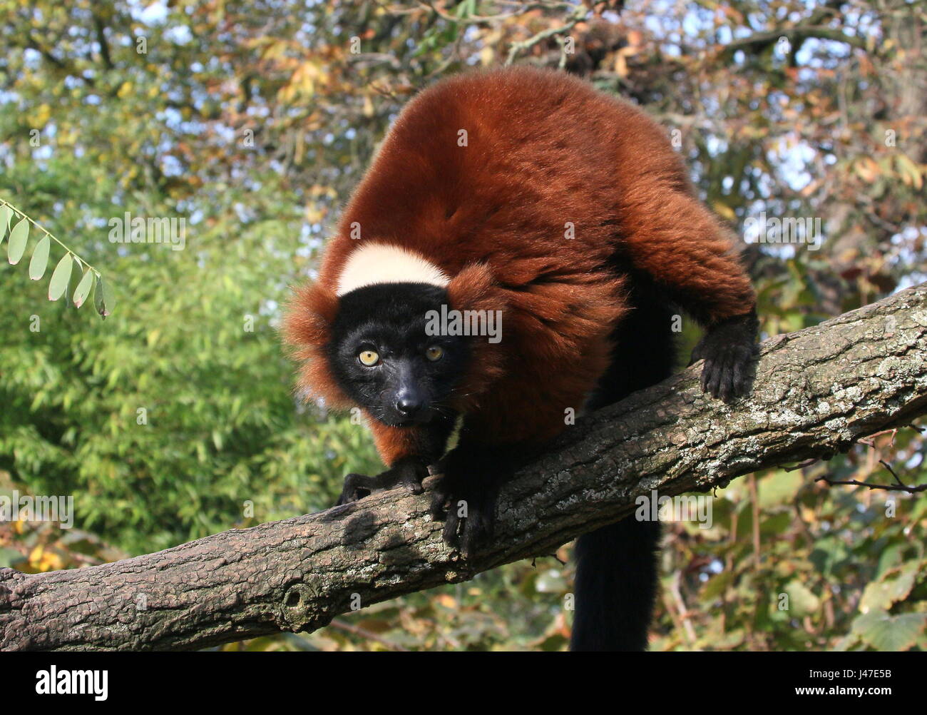 Madagassische rot ruffed Lemur oder Vari (Varecia Variegata Rubra), direkt in die Kamera starrt. Stockfoto