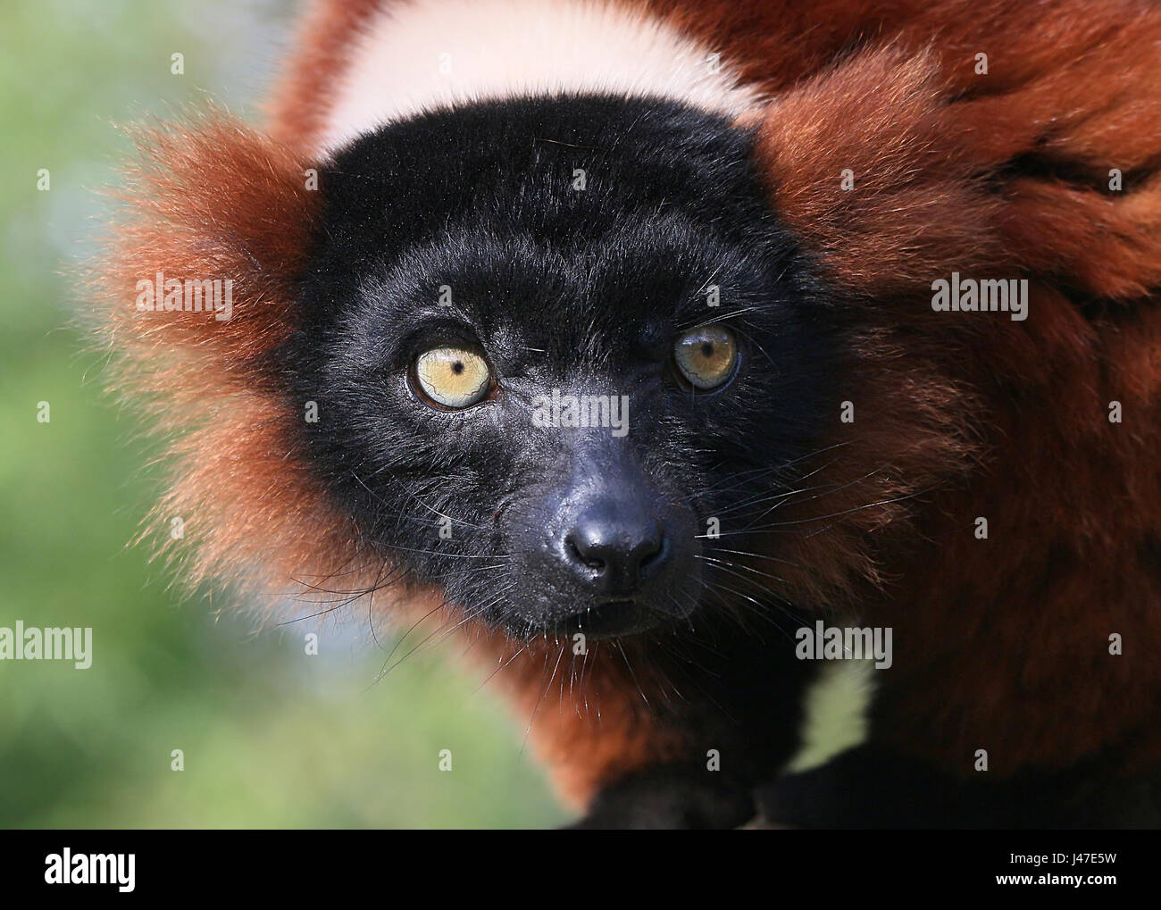 Madagassische rot ruffed Lemur oder Vari (Varecia Variegata Rubra), direkt in die Kamera starrt. Stockfoto