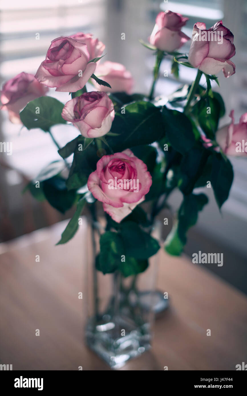 dramatische rosa Rosen in einer quadratischen Glasvase vor weißen Fensterläden mit gotischen Beleuchtung Stockfoto
