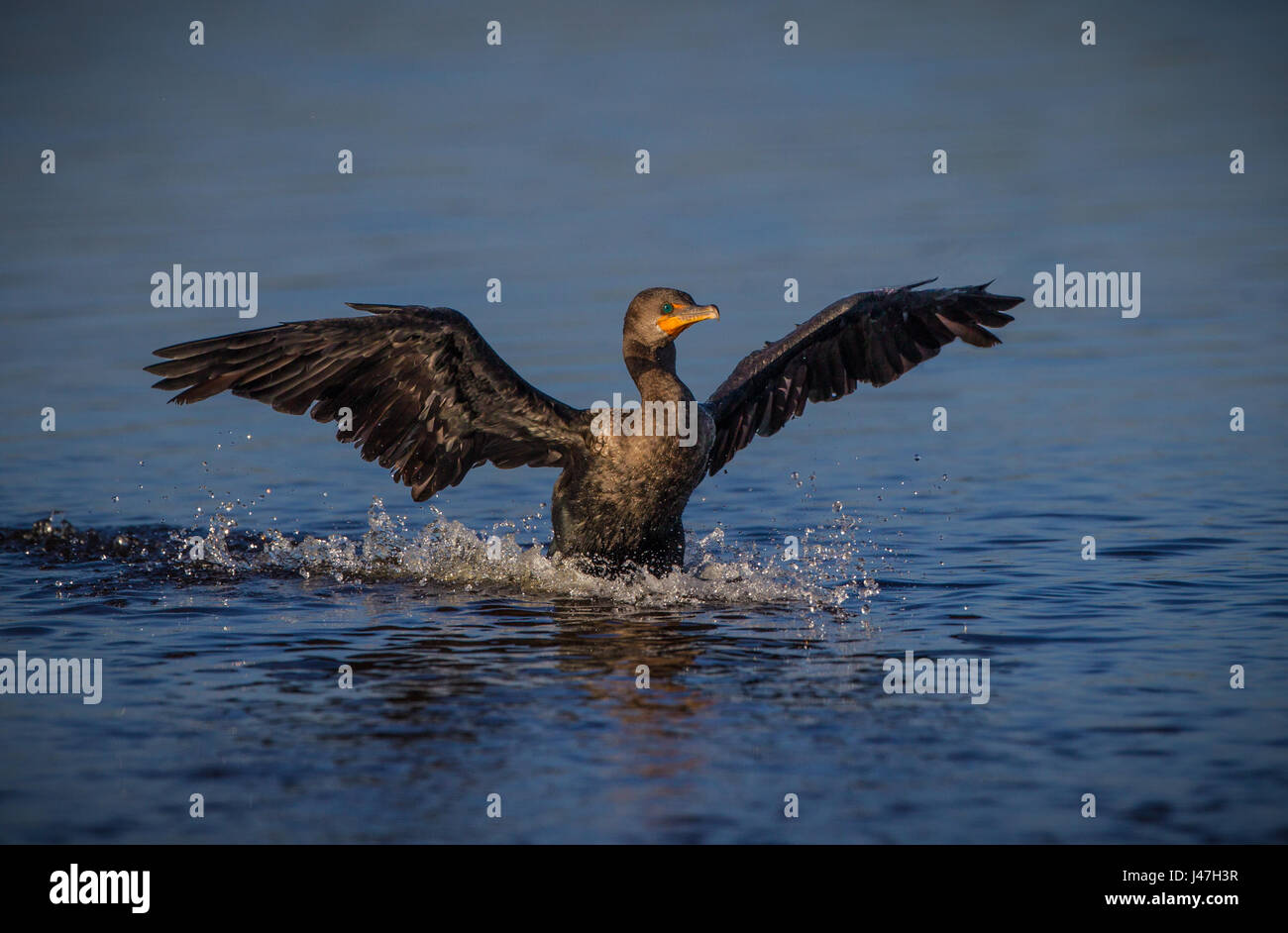 Kormoran landet in Venedig Rookery in Florida Stockfoto