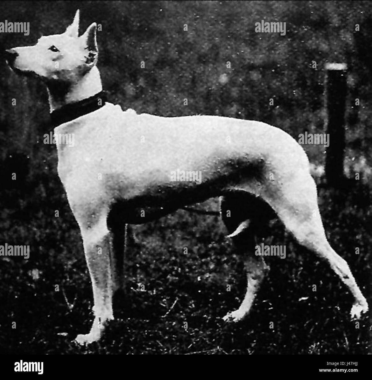Olde White English Terrier Stockfoto