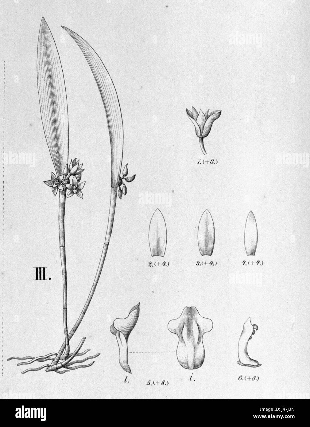 Octomeria concolor, eine Orchideenart, ist in dieser Abbildung aus „Flora brasiliensis“ detailliert dargestellt. Das Bild hebt seine floralen Eigenschaften hervor und dient als wichtige botanische Referenz. Stockfoto