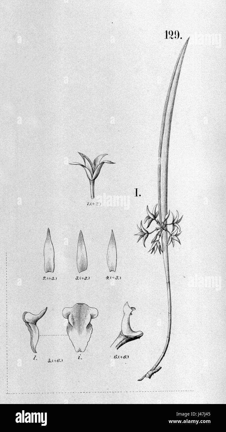 Octomeria truncicola ist eine Orchideenart, wie in der botanischen Referenz „Flora Brasilica“ gezeigt. Die detaillierte Abbildung hebt die einzigartigen Merkmale hervor, die für Pflanzenstudien und die Identifizierung von Orchideen nützlich sind. Stockfoto