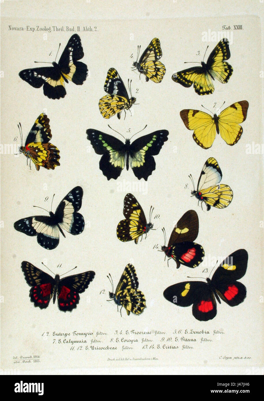 Die zoologische Studie der Novara-Expedition, insbesondere ihre Arbeit über Schmetterlinge und Falter, war ein wichtiger wissenschaftlicher Beitrag zur Naturgeschichte im 19. Jahrhundert. Der Lepidoptera Atlas lieferte wertvolle Dokumentation der während der Expedition angetroffenen Arten. Stockfoto