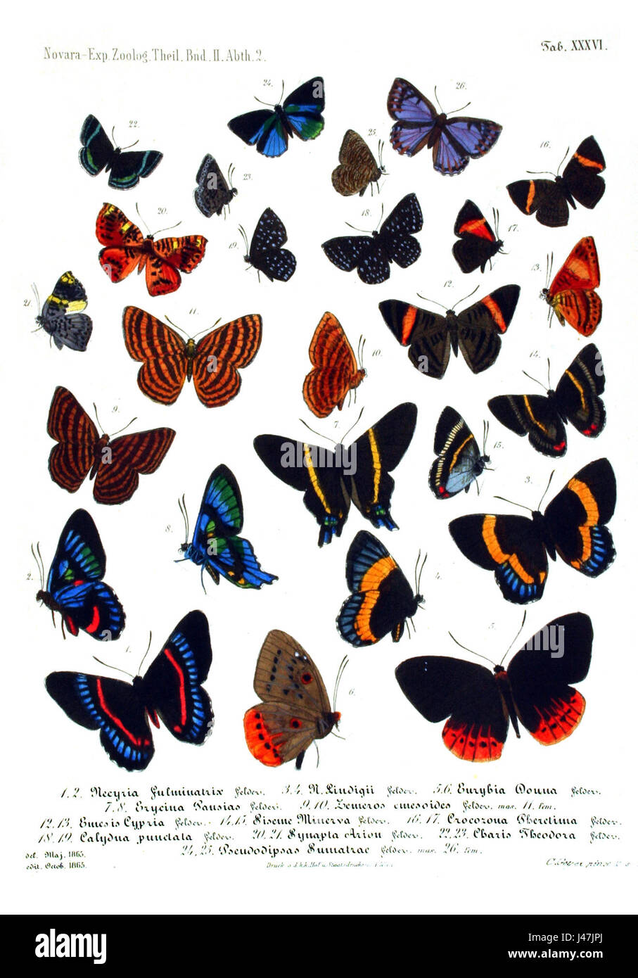 Der Zoologische Atlas der Novara Expedition enthält detaillierte Abbildungen von Schmetterlingen (Schmetterlinge und Falter), die wichtige Arten darstellen, die während der wissenschaftlichen Expedition entdeckt wurden. Stockfoto