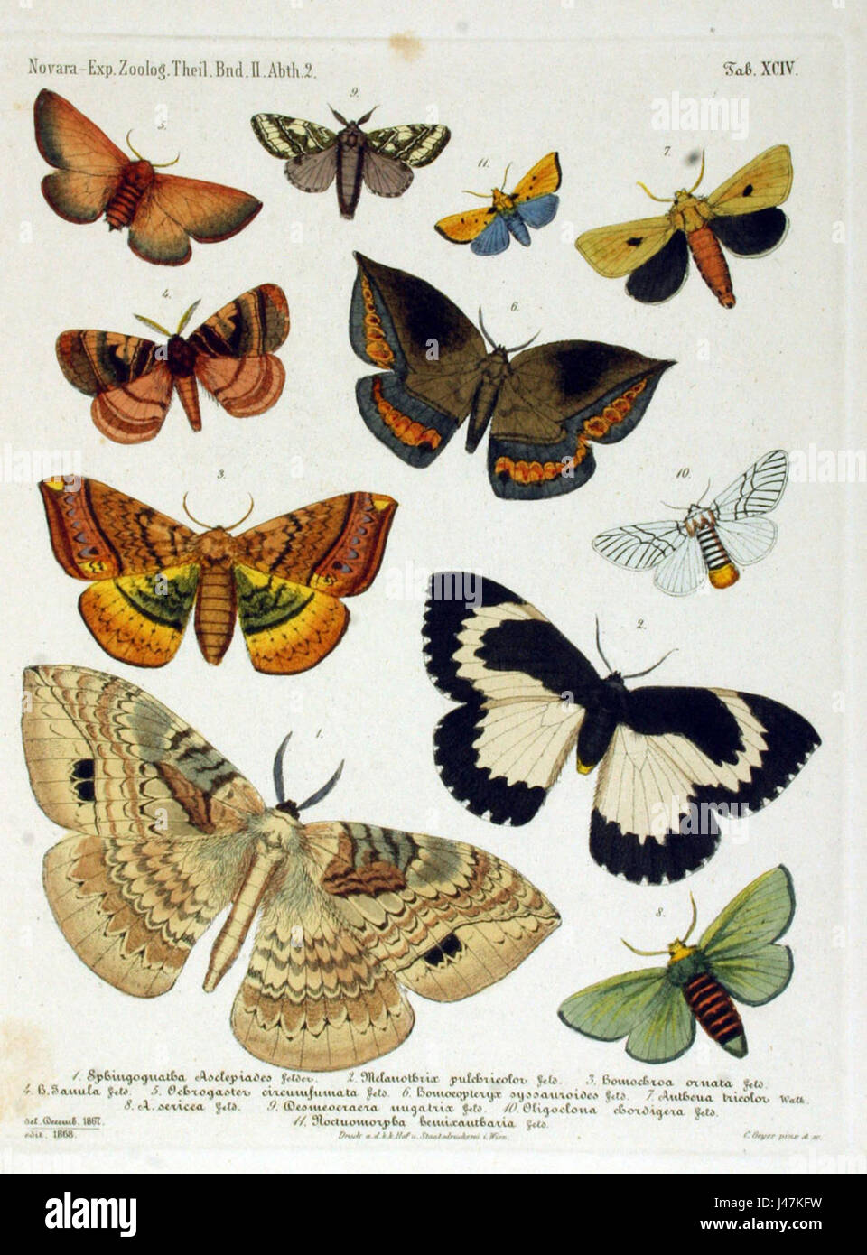 Die Novara-Expedition war eine wissenschaftliche Reise der österreichischen Kaiserlichen Marine. Der Lepidopteratlas enthält Illustrationen von Schmetterlingen und Falter, die während der Expedition gesammelt wurden, und bietet wertvolle Einblicke in entomologische Studien. Stockfoto