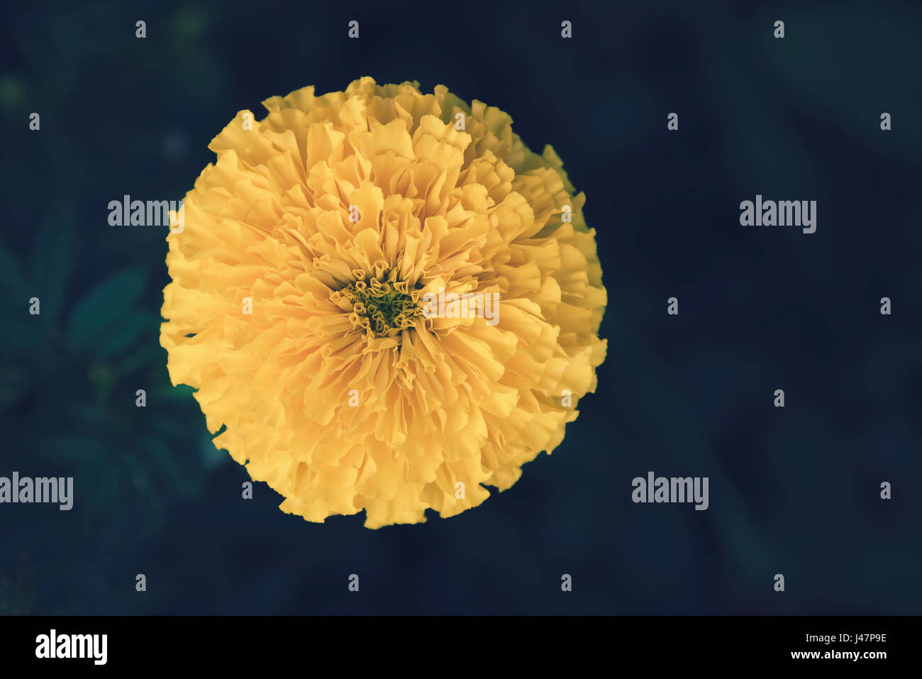 Tagetes (Tagetes Erecta mexikanische Ringelblume aztekische Ringelblume afrikanische Ringelblume). Gelbe Ringelblume am Blumengarten. Ansicht von oben. Stockfoto