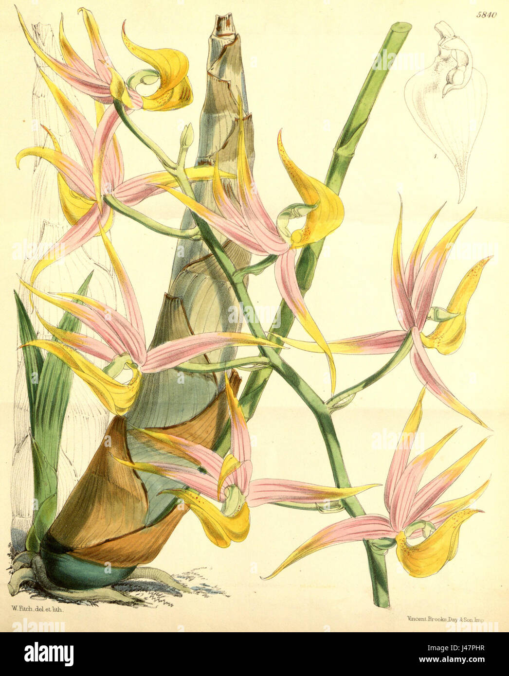 Eine Illustration aus Curtis's Botanical Magazine (1870) Platte 5840, Serie 3, Nummer 26, zeigt Mormoden Colossus, eine Orchideenart aus Mittel- und Südamerika, die für ihre großen, auffälligen Blumen bekannt ist. Stockfoto