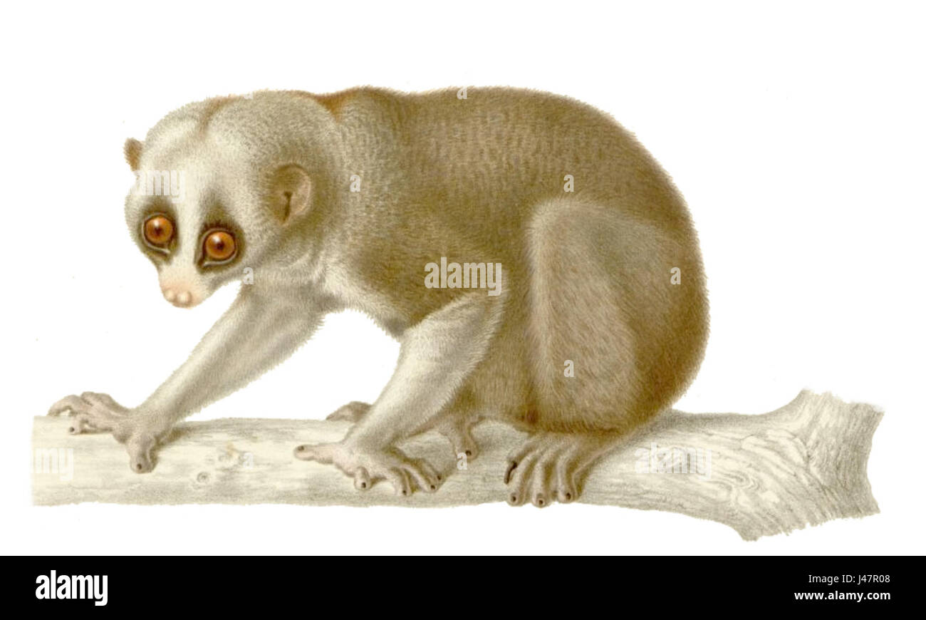 Nycticebus, auch bekannt als der langsame Loris, ist ein nächtlicher Primat in Südostasien, bekannt für seine langsamen Bewegungen und giftigen Sekrete, die zur Verteidigung verwendet werden. Stockfoto