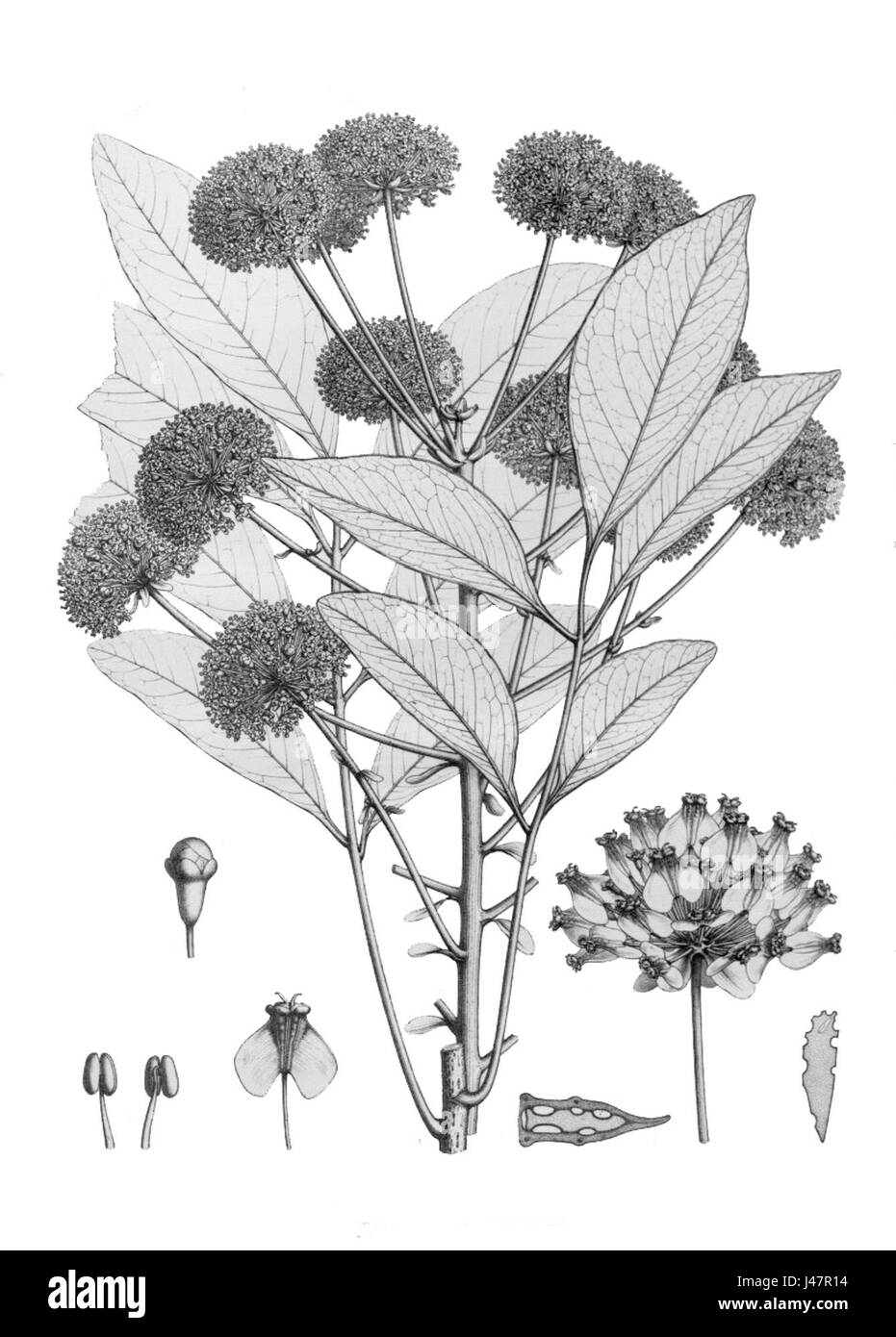 Myodocarpus pinnatus ist eine in Südostasien beheimatete Baumart, die für ihre medizinischen Eigenschaften und ihre ökologische Bedeutung in tropischen Wäldern bekannt ist. Stockfoto