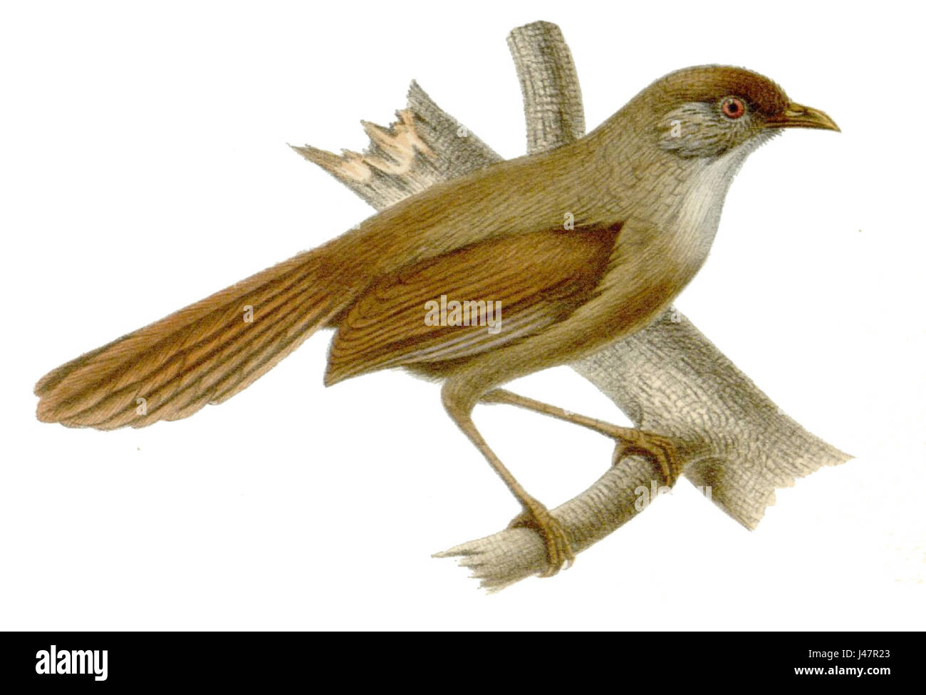 Moupinia poecilotis Stockfoto