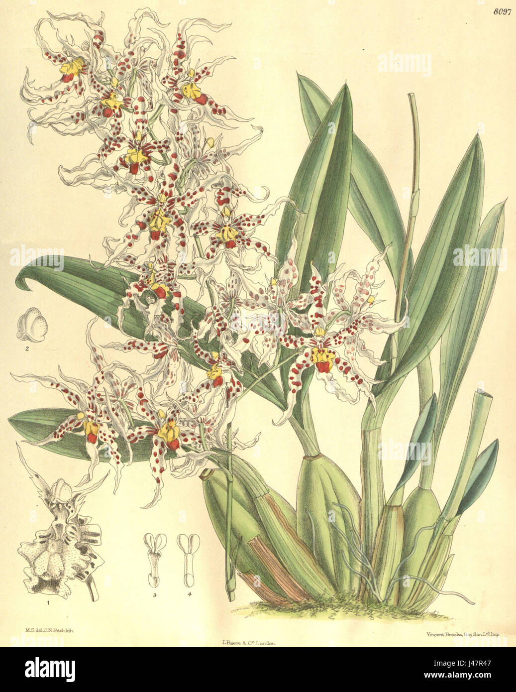 „Odontoglossum naevium“ ist eine Orchideenart, die im Botanical Magazine von Curtis vorgestellt wird. Die Illustration aus dem Jahr 1906 zeigt die komplizierten Details der Orchideenblüten und ihre charakteristischen Muster. Stockfoto