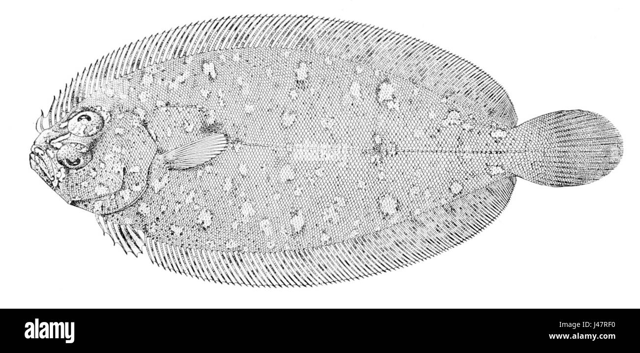 Parabothus coarctatus ist eine Spinnenart aus der Familie der Theridiidae, die für ihre Netzstrukturen und ihr Verhalten bekannt ist und in verschiedenen Regionen verbreitet ist. Stockfoto