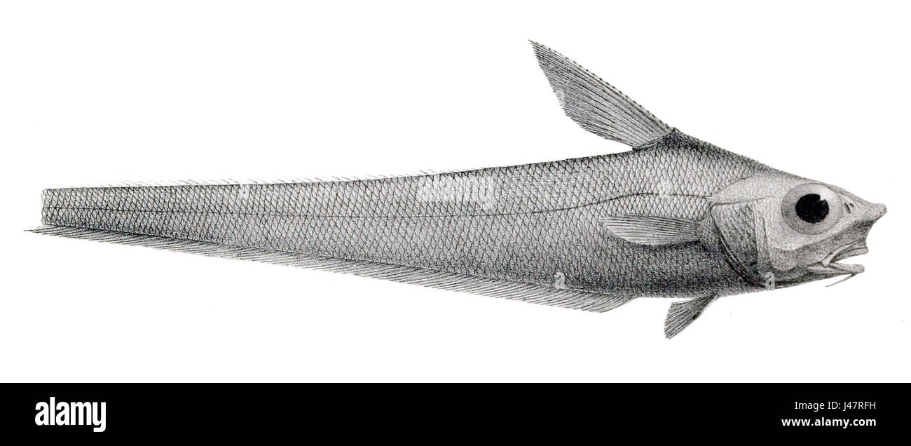 Nezumia aequalis ist eine Art von Tiefseefischen im Nordatlantik. Diese Art ist bekannt für ihre besonderen Merkmale und ihren Lebensraum im Tiefwasser. Stockfoto