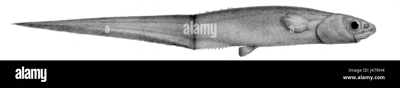 Notacanthus bonapartei ist eine Fischart, die zur Familie der Notacanthidae gehört. Sie kommt in tiefen Gewässern vor und ist für ihr unverwechselbares Aussehen und ihren Lebensraum bekannt. Stockfoto