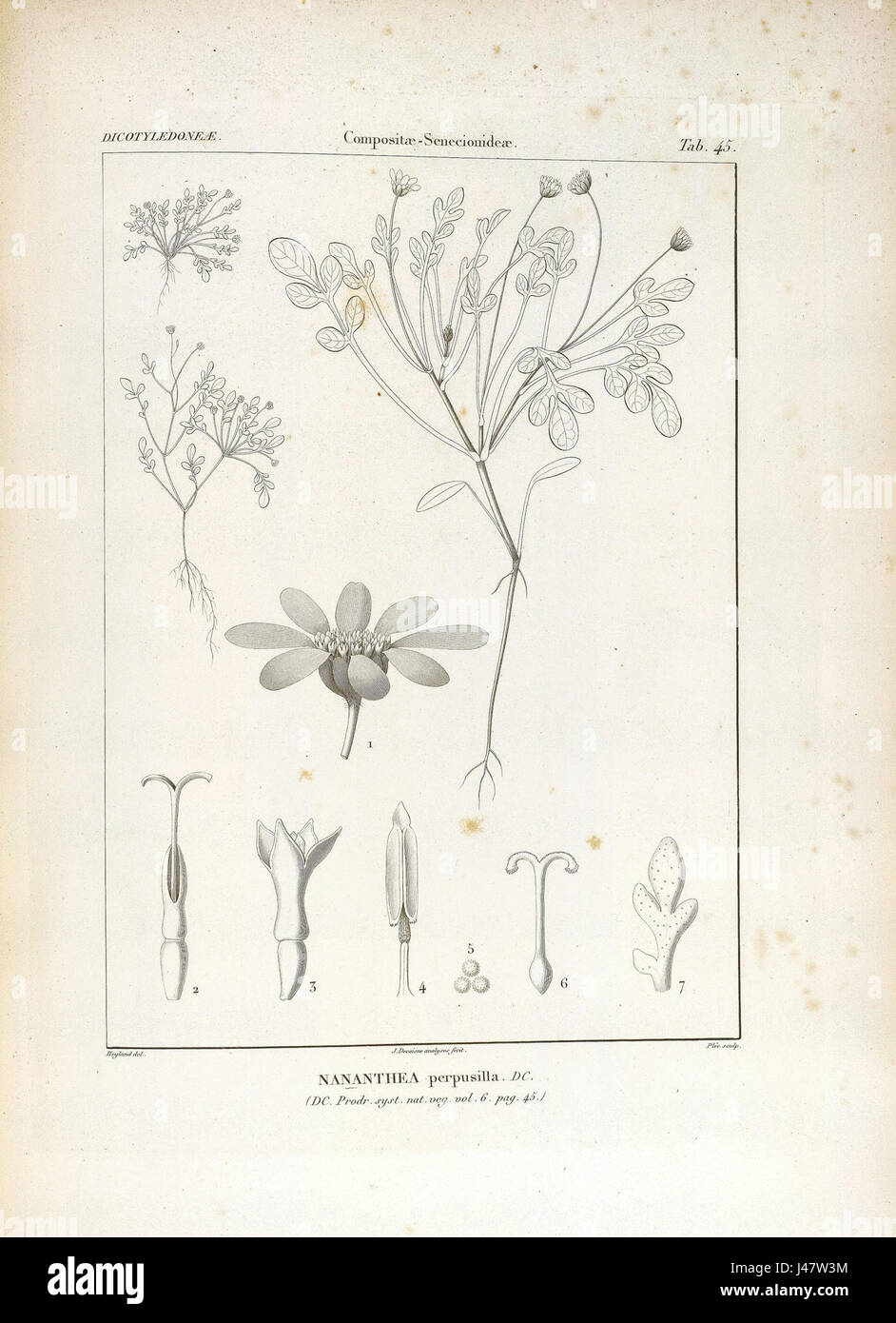 Nananthea perpusilla bezieht sich auf eine bestimmte Art von Pflanzen oder Organismus, möglicherweise im Bereich der Botanik oder Zoologie, was einen weiteren Kontext erfordert, um vollständig zu identifizieren. Stockfoto