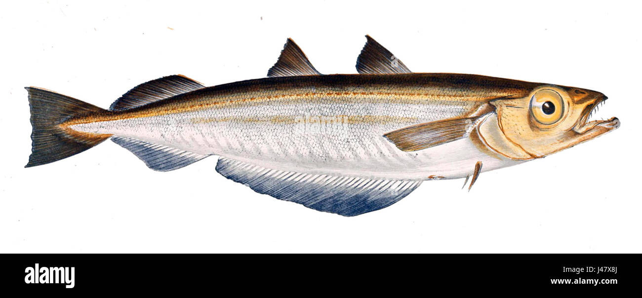 Micromesistius Blauwittling Gervais Stockfoto