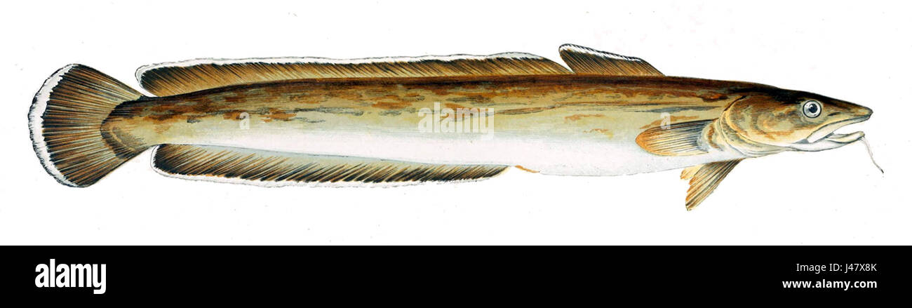 Molva molva, auch bekannt als Leng, ist eine Fischart im Nordatlantik. Er ist bekannt für seinen langgestreckten Körper und sein räuberisches Verhalten, das oft in größeren Tiefen lebt. Stockfoto