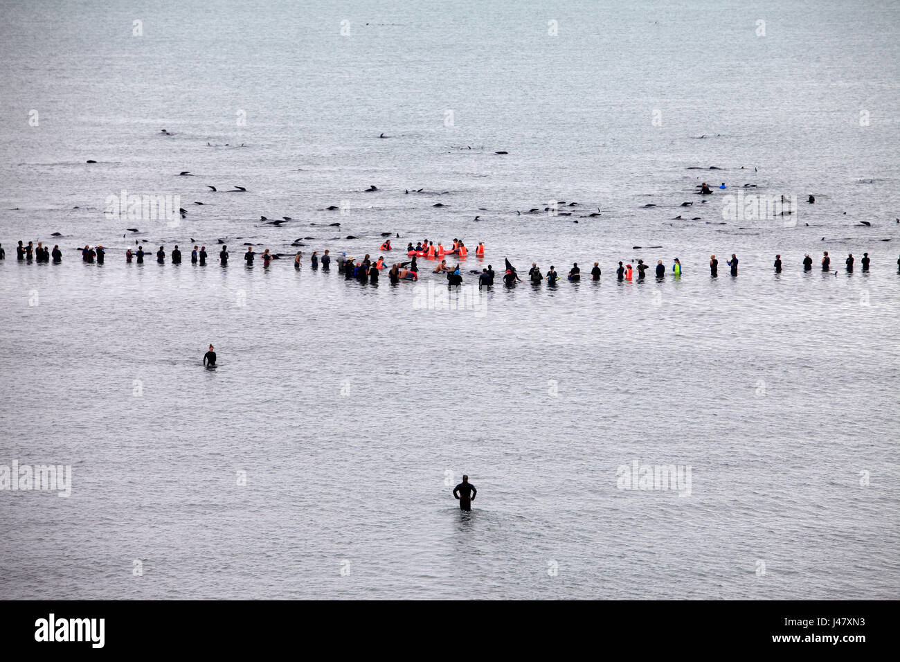 Bild von Tim Cuff - 10 & 11. Februar 2017 - Masse Grindwale gestrandet am Farewell Spit, Golden Bay, Neuseeland: Stockfoto Bild von Tim Cuff - 10 & 11. Februar 2017 - Masse Grindwale gestrandet am Farewell Spit, Golden Bay, Neuseeland: Stockfoto