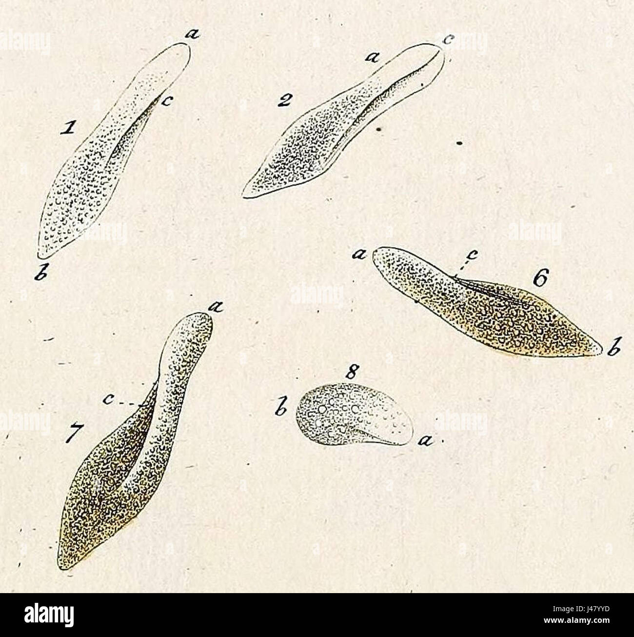 Muller Paramecium aurelia Stockfoto