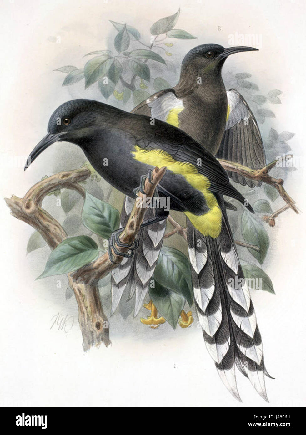 Moho apicalis, auch bekannt als die hawaiianische Krähe, ist eine vom Aussterben bedrohte Vogelart. Die Illustration von Keulemans zeigt die einzigartigen Merkmale dieses Vogels, der einst auf Hawaii endemisch war. Stockfoto