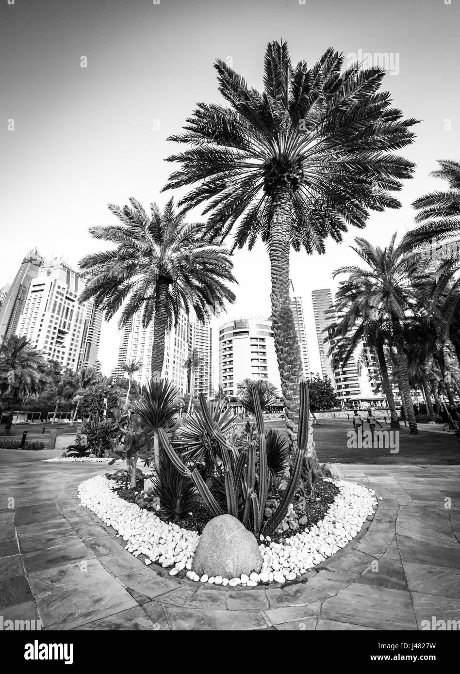Palmen in Dubai Stockfoto
