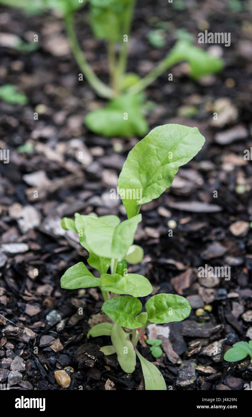 Silverbeet Sämling wächst in einem Hinterhof Gemüse Kasten. Stockfoto