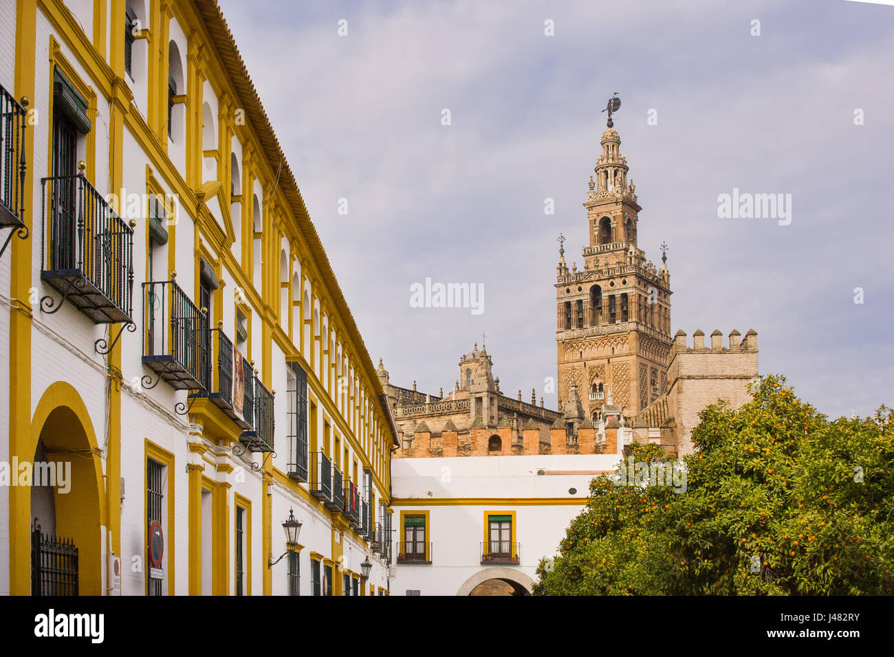 Giralda der Glockenturm der Kathedrale von Sevilla Aussicht von der Terrasse des Banderas orange Bäume voller reifer Früchte in die richtige Stockfoto