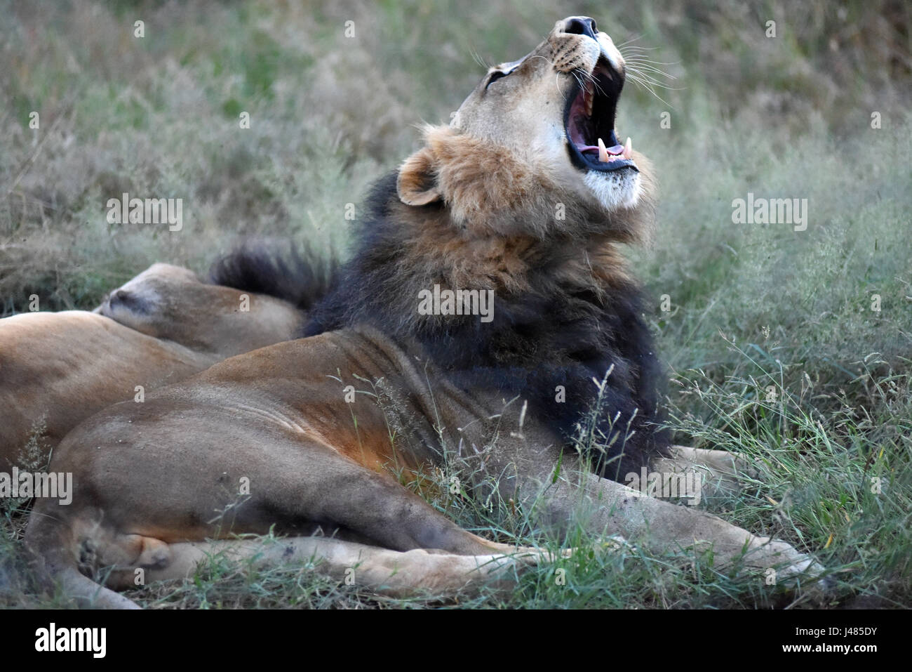 Ein afrikanischer Löwe brüllt, seine Kiefer in der Harnass Wildlife Foundation in Namibia auf 26.03.2017 auszusetzen. Die afrikanischen Löwen ist die zweitgrößte Katze nach der Tiger und der größte Fleischfresser der Land in Afrika. Den Kopf Schwanzlänge erreichen bis zu 2,5 Meter, das Gewicht variiert zwischen 150 und 250 Kilogramm. Gelegentlich können sie sogar noch größer sein. Männer, wie in diesem Bild haben eine Mähne, die rings um ihr Gesicht, die den Allgemeinzustand des Tieres offenbaren kann. Die Anzahl der Löwen Leben in freier Wildbahn wird voraussichtlich bei rund 25.000 und 30.000 weltweit. Die meisten davon sind im südlichen Afr Stockfoto