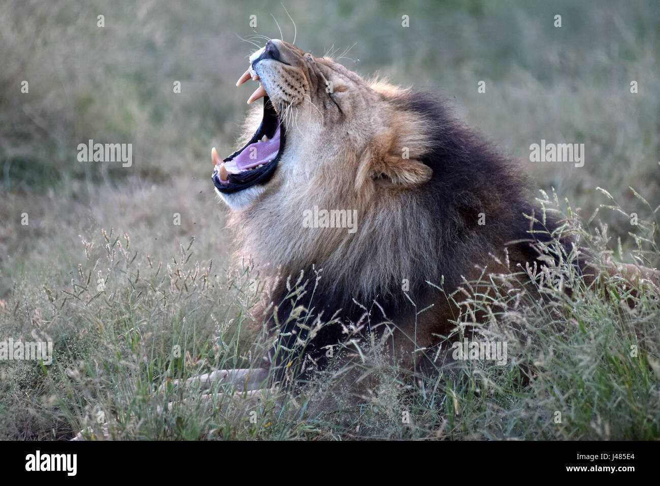 Ein afrikanischer Löwe brüllt, seine Kiefer in der Harnass Wildlife Foundation in Namibia auf 26.03.2017 auszusetzen. Die afrikanischen Löwen ist die zweitgrößte Katze nach der Tiger und der größte Fleischfresser der Land in Afrika. Den Kopf Schwanzlänge erreichen bis zu 2,5 Meter, das Gewicht variiert zwischen 150 und 250 Kilogramm. Gelegentlich können sie sogar noch größer sein. Männer, wie in diesem Bild haben eine Mähne, die rings um ihr Gesicht, die den Allgemeinzustand des Tieres offenbaren kann. Die Anzahl der Löwen Leben in freier Wildbahn wird voraussichtlich bei rund 25.000 und 30.000 weltweit. Die meisten davon sind im südlichen Afr Stockfoto