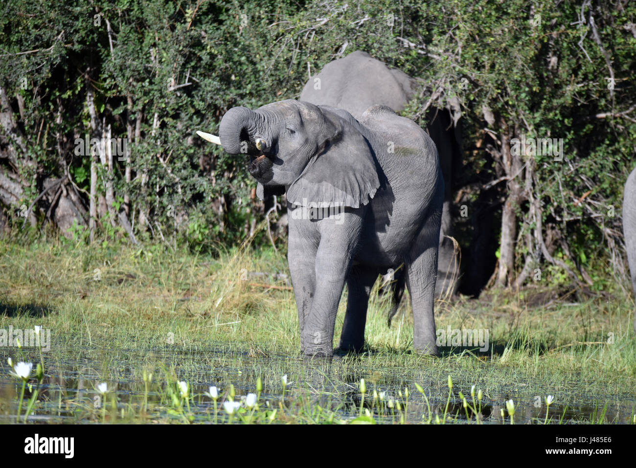 Elefant-Trinkwasser im Bwabwata Nationalpark. Aufgenommen am 03.04.2017 ist der afrikanische Elefant derzeit das größte lebende Säugetier auf dem Land. Schätzungen Elefant Zahlen zwischen 10.000 und 23.000 Tiere in Namibia. Sie leben in Herden, die unter der Leitung von einer Kuh, die Matriarchin. Jungbullen werden normalerweise von den Kühen im Alter von etwa acht gegossen. Dann hängen sie in kleinen Gruppen von Junggesellen bis Paarungszeit. Elefanten erreichen bis zu 70 Jahre alt. Sie jeden Tag 300kg Gras, Blätter oder Früchte essen und 150 Liter Wasser brauchen. Foto: Matthias Toedt/Dpa Zentralbild/ZB | weltweite Nutzung Stockfoto