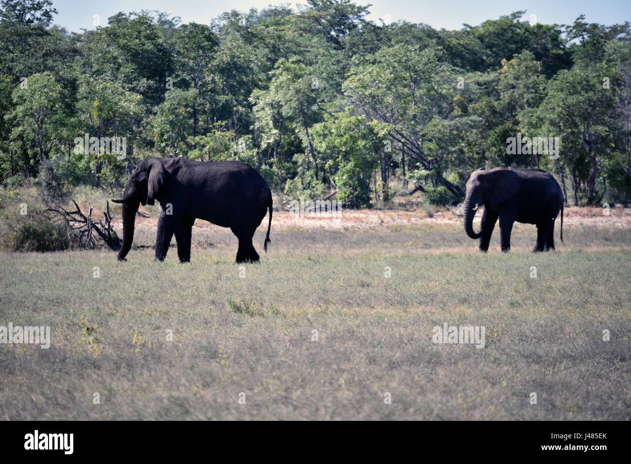 Zwei Elefanten machen ihren Weg durch die Savanne, grüne von der letzten Regenzeit im Mahango Nationalpark. Genommen 01.04.2017. Der afrikanische Elefant ist derzeit das größte lebende Säugetier auf dem Land. Schätzungen Elefant Zahlen zwischen 10.000 und 23.000 Tiere in Namibia. Sie leben in Herden, die unter der Leitung von einer Kuh, die Matriarchin. Jungbullen werden normalerweise von den Kühen im Alter von etwa acht gegossen. Dann hängen sie in kleinen Gruppen von Junggesellen bis Paarungszeit. Elefanten erreichen bis zu 70 Jahre alt. Sie jeden Tag 300kg Gras, Blätter oder Früchte essen und 150 Liter Wasser brauchen. Pho Stockfoto