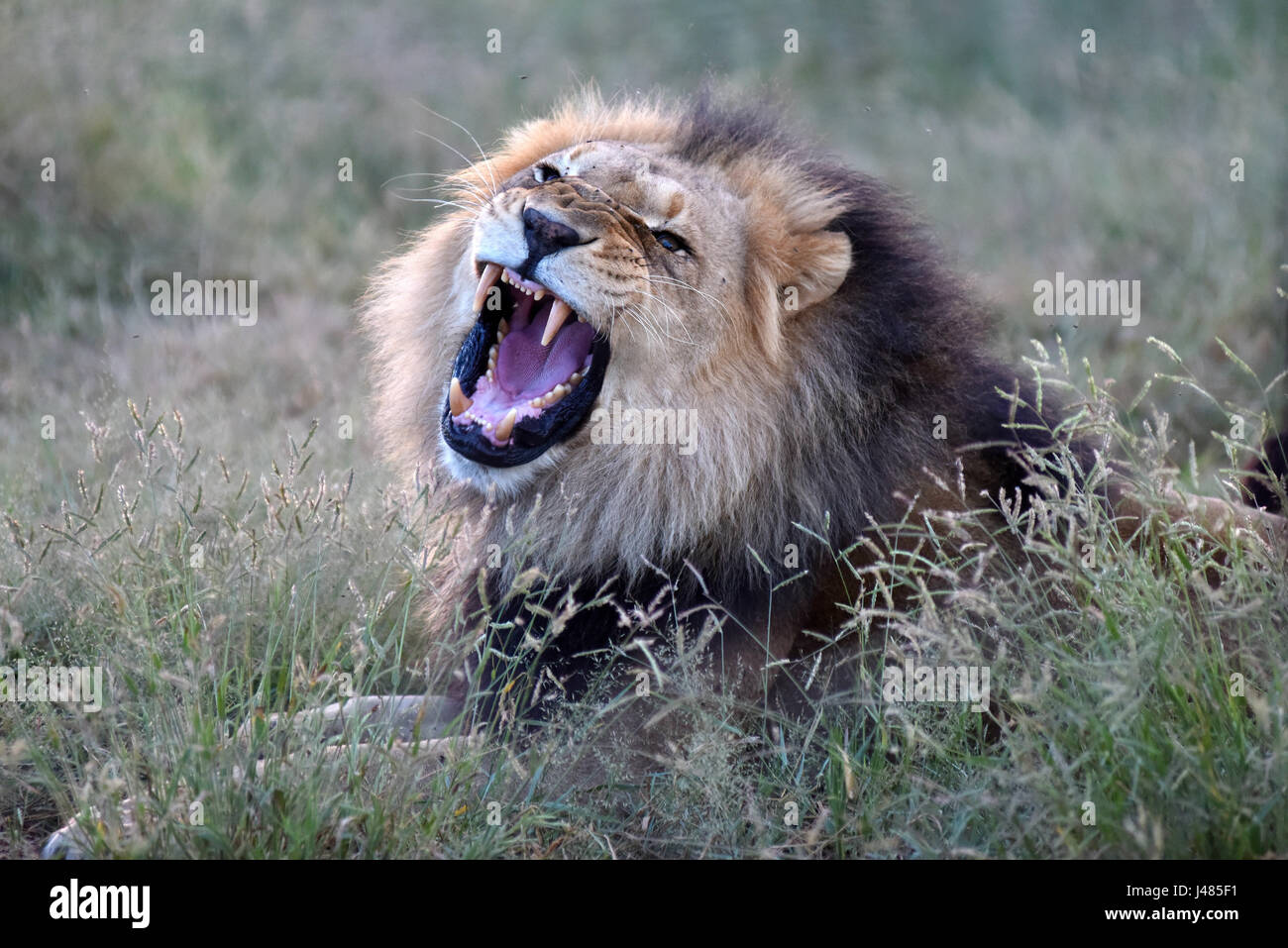 Ein afrikanischer Löwe brüllt, seine Kiefer in der Harnass Wildlife Foundation in Namibia auf 26.03.2017 auszusetzen. Die afrikanischen Löwen ist die zweitgrößte Katze nach der Tiger und der größte Fleischfresser der Land in Afrika. Den Kopf Schwanzlänge erreichen bis zu 2,5 Meter, das Gewicht variiert zwischen 150 und 250 Kilogramm. Gelegentlich können sie sogar noch größer sein. Männer, wie in diesem Bild haben eine Mähne, die rings um ihr Gesicht, die den Allgemeinzustand des Tieres offenbaren kann. Die Anzahl der Löwen Leben in freier Wildbahn wird voraussichtlich bei rund 25.000 und 30.000 weltweit. Die meisten davon sind im südlichen Afr Stockfoto